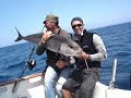 jigging seriole et denti jigging seriole et denti