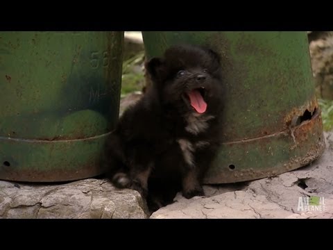 pomeranians - The six week old Pomeranian triplets are finally ready to explore the outdoors with the help of mommy and daddy, of course! | For more Too Cute!, visit http:...
