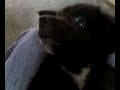 my dog CUTE