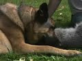 Young Raccoon, abandoned by her mother, finds another Young Raccoon, abandoned by her mother, finds another