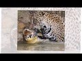 the gioi dong vat hoang gia Động vật hoang d&atilde;. - YouTube