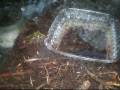 Amphibian Update Amphibian Update