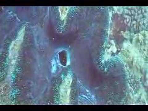 Giant Clam!