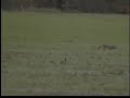 COYOTE WANDERING AROUND IN HUTTO, TEXAS