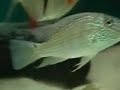 Earth Eater Cichlid (Geophagus jurupari)