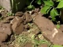 Dad and I dig a rock garden- or a garden full of rocks