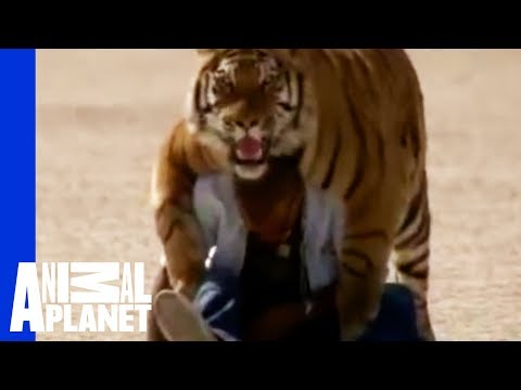 tiger tiger