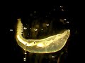 Antarctic polychaete