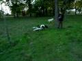 videos de Weight pulling shar pei