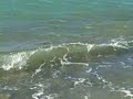 Sea Turtles Swimming at Shore of Mokule'ia Beach Park Hi. Sea Turtles Swimming at Shore of Mokule'ia Beach Park Hi.