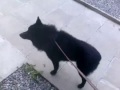 Vas-y, le schipperke