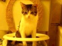 the other cat peeing