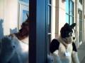 videos de MFF 08 Furs in the window