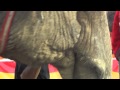 Viola of Cole Bros. Circus dragged with bullhook- trumpets in pain 5-24-11 Phillipsburg, NJ
