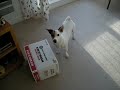 Jack Russel Terrior vs Kikkoman Box