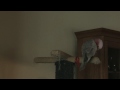 Rose Breasted Cockatoo (Gallah) doing his tricks