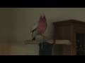 Rose Breasted Cockatoo (Gallah) doing his tricks