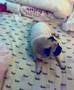 Cheeze pug training to be shot dead Part 4