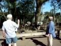 A kangaroo Jumping Around