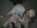 Josie Ferret kills black Foot ferret!