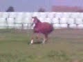 momo