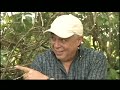 Boricua Natural Killer