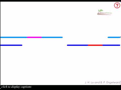 how to repair pyrimidine dimers