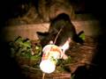 猫動画
