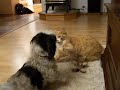 Cassie vs. Crookshanks part 2