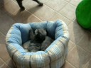 i miei gatti certosino