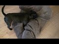 Boston Terrier puppy vs Staffordshire Bull Terrier