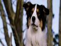 chien