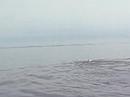whale whale