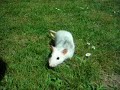 Shadow the Fancy Rat in the garden