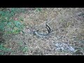 Snakes Mating Video 2 of 2