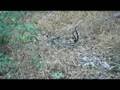 Snakes Mating Video 2 of 2