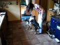 videos de Dogbook Movie: Tigdog as a puppy barking at the hairdryer