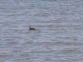 black scoter-12-19-09.wmv