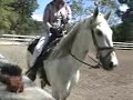 SOLD! 4 year old PRE pura raza espanol - Excellent dressage movement, 1 year undersaddle