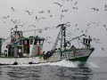 Pesca Sardinha Peniche