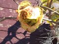 Saucy wasp gets owned by carnivorous pitcherplant Saucy wasp gets owned by carnivorous pitcherplant