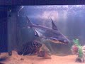 ciclidos sudamericanos grandes y pangasius