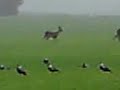 hundeslik