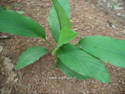 how to kill fungus on herbs