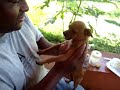 fazendo cachorro chora fazendo cachorro chora