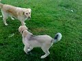 AMIRA (BABY KANGAL) & LILI (GOLDEN RETRIEVER) AMIRA (BABY KANGAL) & LILI (GOLDEN RETRIEVER)