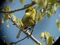 Prairie Warbler Prairie Warbler
