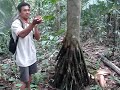 Arbolito