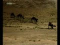 the smell of paradise chechnya Zelimkhan Yandarbiyev  part 1