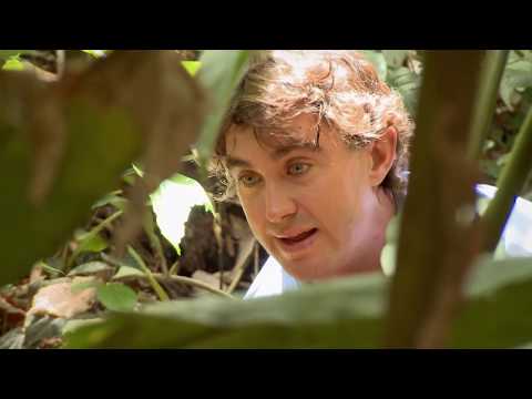 LARGEST VENOMOUS SNAKE in the world relocated safely.